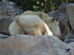Tiergarten Schönbrunn am 03.10.2025